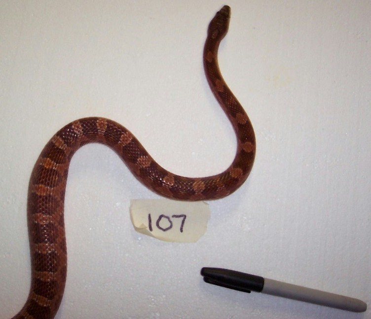 107