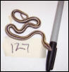 127