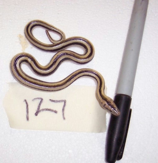 127