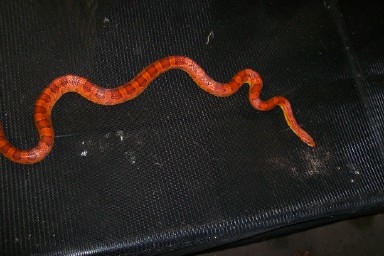 Red Het