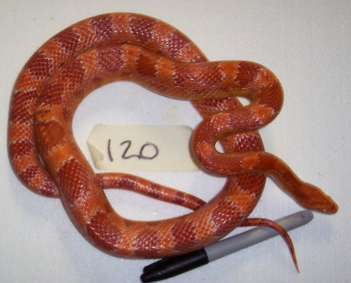 120