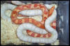 Snow / Albiano