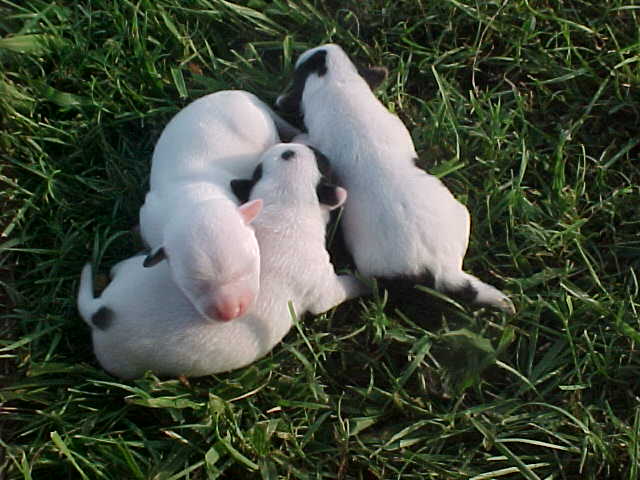 Sweet Baby Boys
