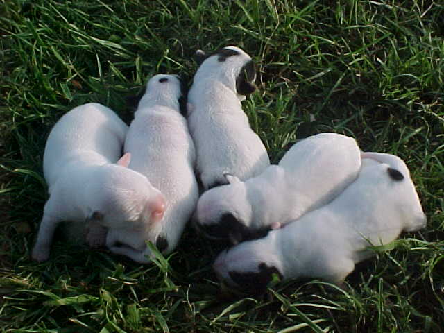 Our New Grandpuppies