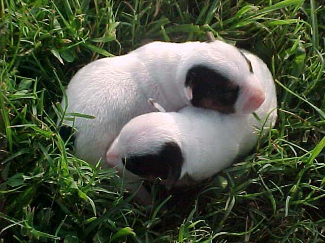 Cammie's Baby Girls
