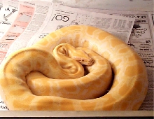MY NEW RESCUE BURM