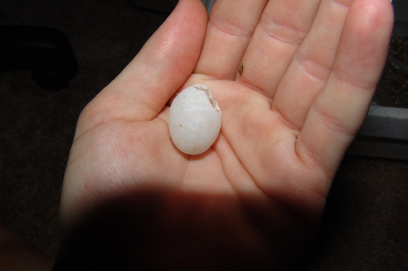 Empty Namibian Sand Gecko (Chondrodactylus angulifer angulifer) Egg