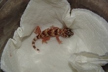 Namibian Sand Gecko (Chondrodactylus angulifer angulifer)