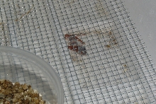 Namibian Sand Gecko (Chondrodactylus angulifer angulifer)