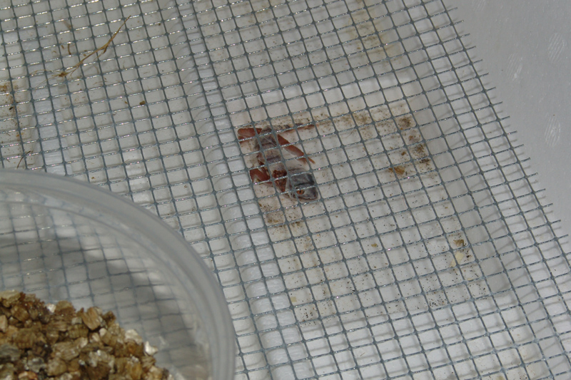Namibian Sand Gecko (Chondrodactylus angulifer angulifer)