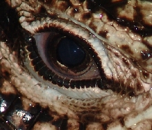 Just a cool Close up of  Dregos eye!