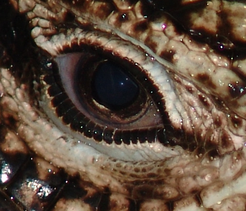 Just a cool Close up of  Dregos eye!