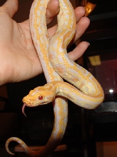 This is an albino lab produced here this year!