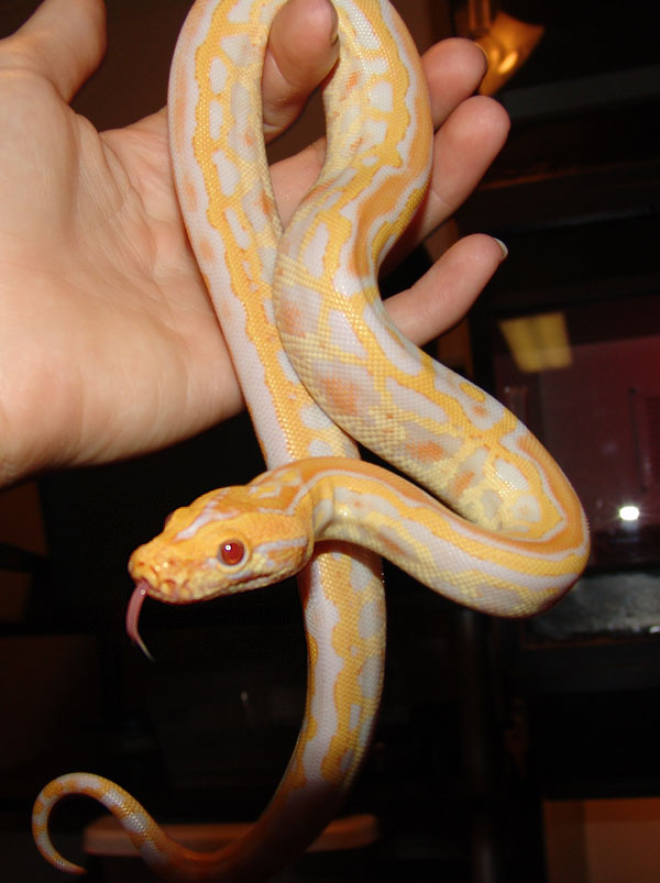 This is an albino lab produced here this year!