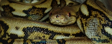 Another of Naja!