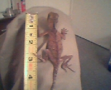MHDMeasured