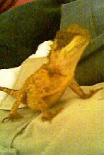 thisisapictureofadragon