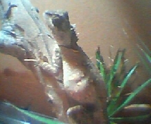 lumpy left side