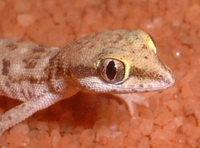 little one