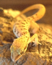 dwarf ground gecko