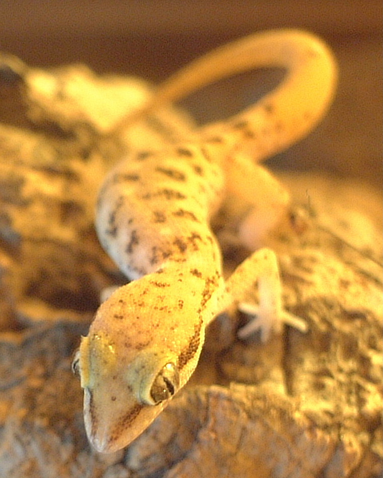 dwarf ground gecko