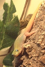 female gold dust day gecko