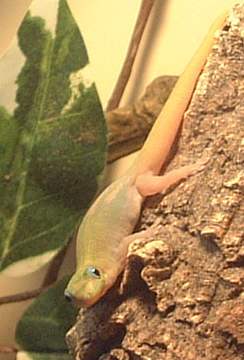 female gold dust day gecko
