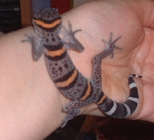 Chinese Cave Gecko