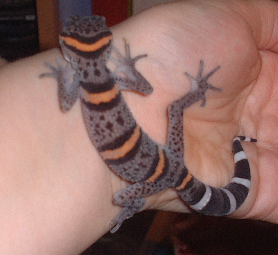 Chinese Cave Gecko