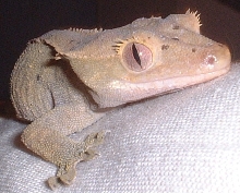 Crested Gecko