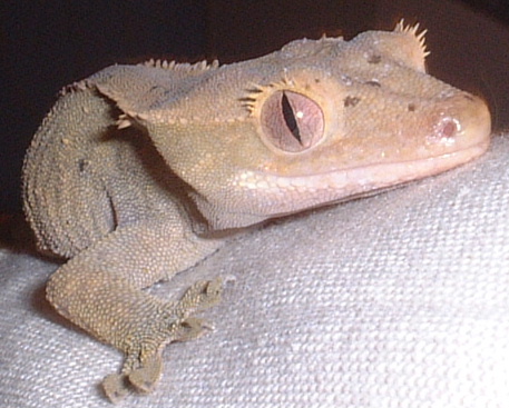 Crested Gecko