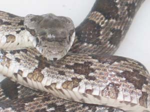 Young Black Rat Snake