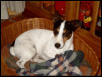 Jack in his basket