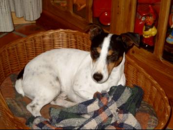Jack in his basket