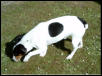 Jack