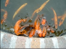 Crazy gold carp