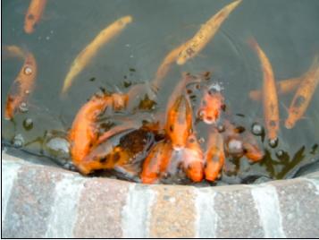 Crazy gold carp