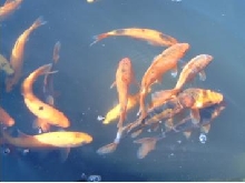 Gold carp