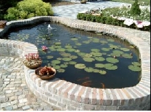 Gold carps pond