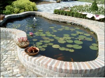 Gold carps pond