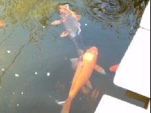 Japanese carp 2