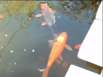 Japanese carp 2