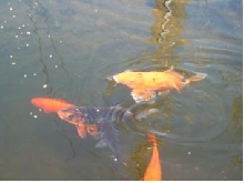 Japanese carp