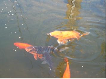 Japanese carp