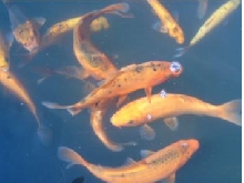 Another pic of my gold carp