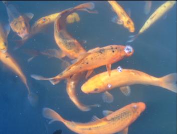 Another pic of my gold carp