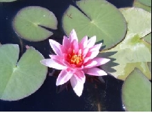 Pink lily