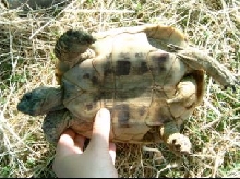 Tau Tau, on his back