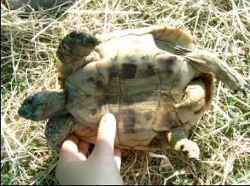 Tau Tau, on his back