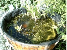 Miniature pond